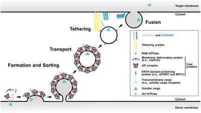 The sorting of cargo proteins in the plant trans-Golgi network